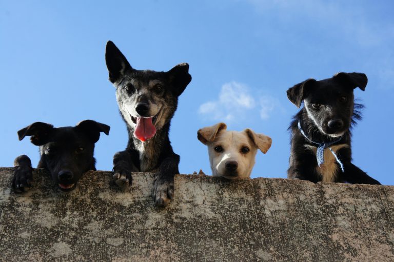 ¿Eres dueño de una mascota? Conoce tus derechos, responsabilidades y las leyes en México