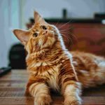 Michigan Purrfect Vet Sitter Cuidado de gatos a domicilio y sin estrés en Ciudad de México