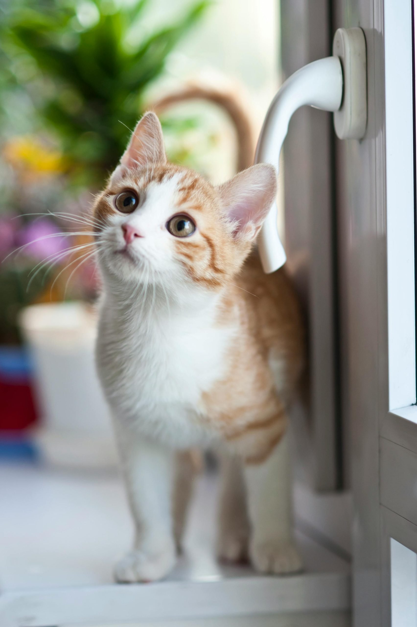 Michigan Purrfects Vet Sitter