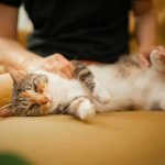 Michigan Purrfect Vet Sitter CDMX Cuidamos de tu gatito en casa sin estrés Ciudad de México