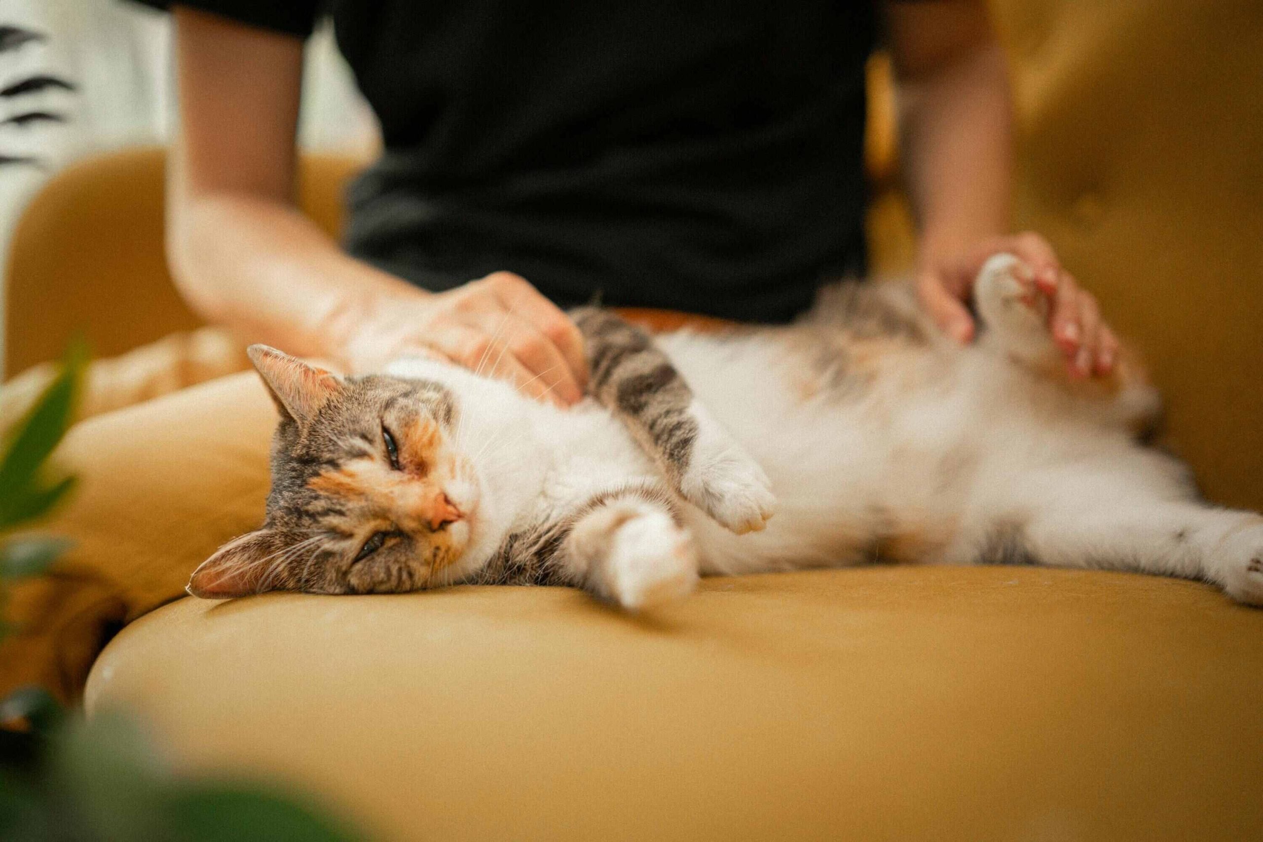 Michigan Purrfect Vet Sitter CDMX Cuidamos de tu gatito en casa sin estrés Ciudad de México