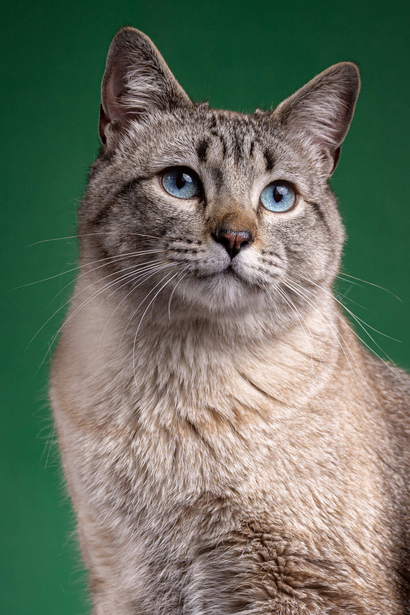 Michigan Purrfect Vet Sitter CDMX cuidado de gatos a domicilio