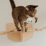 Catsitter cuidado de gatos en casa en Ciudad de México