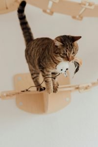 Catsitter cuidado de gatos en casa en Ciudad de México