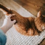 Catsitter cuidado de gatos a domicilio en Ciudad de México