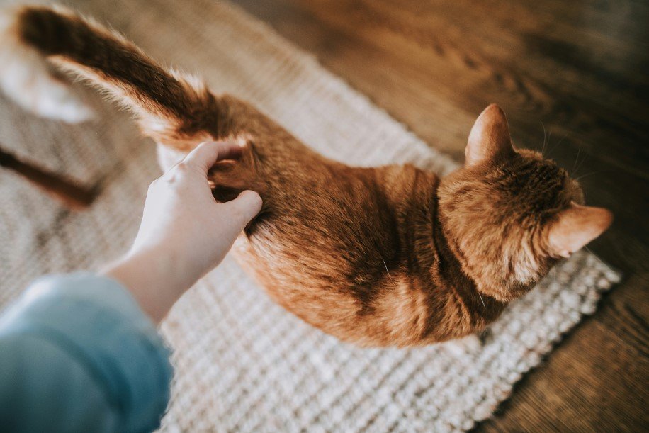 Catsitter cuidado de gatos a domicilio en Ciudad de México