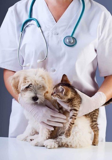 Certificados médicos para viajar con mascotas perros y gatos