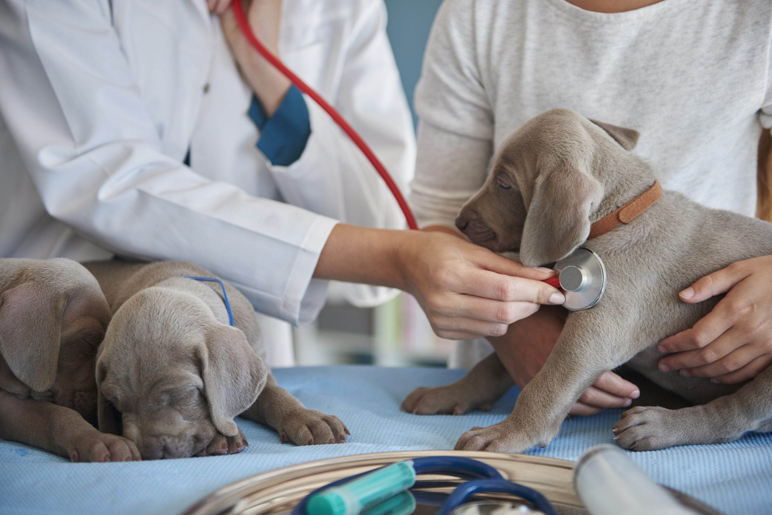 Consulta veterinaria a domicilio en Ciudad de México