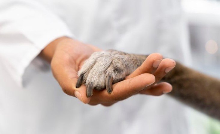 Despedidas para mascotas a domicilio en Ciudad de México