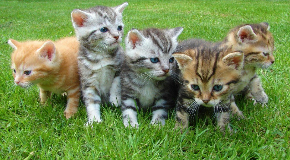 Servicios veterinarios a domicilioen Ciudad de México