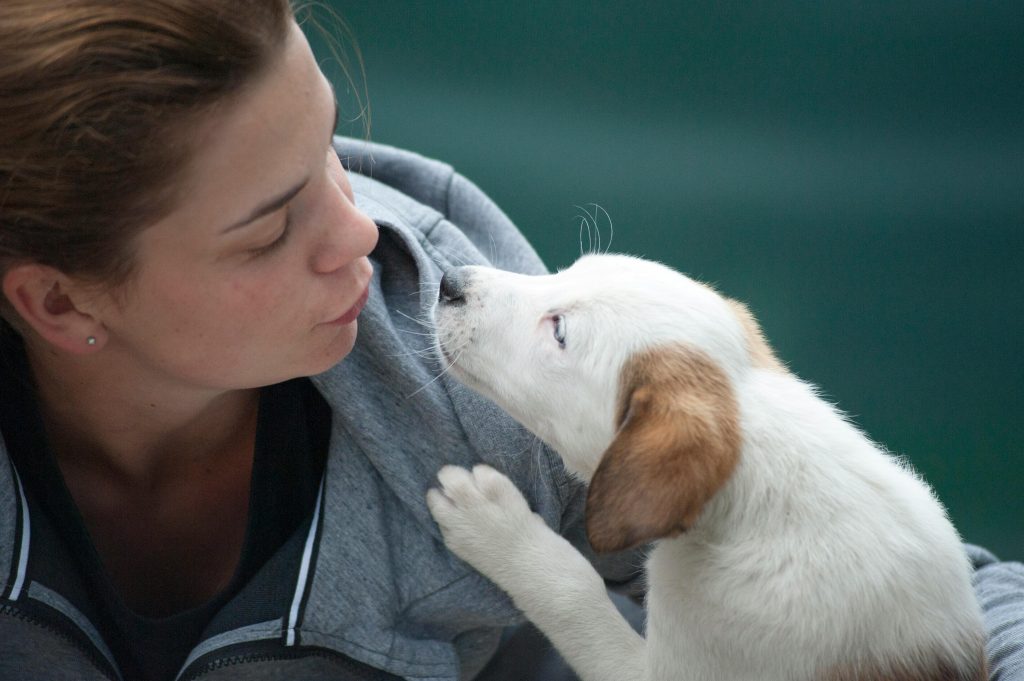 Aplicación de microchip en mascotas en CDMX a domicilio